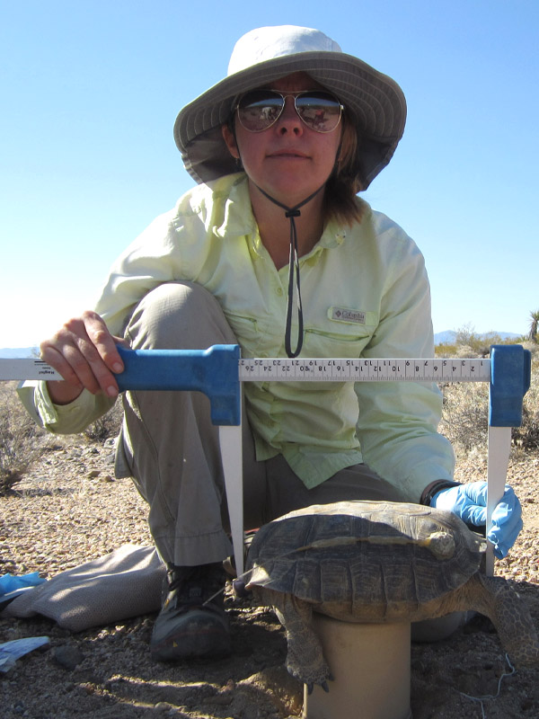 Amanda Scheib Measuring A Desert Tortoise In Las Vegas