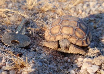 Baby Desert Tortoise Sleeping Next To Key For Size Reference
