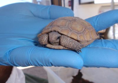 Gloved Hand Holding Baby Desert Tortoise Hiding Inside Shell
