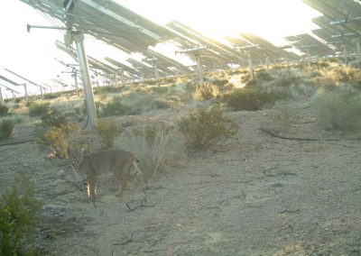 Bobcat In The Desert Near Solar Field Las Vegas