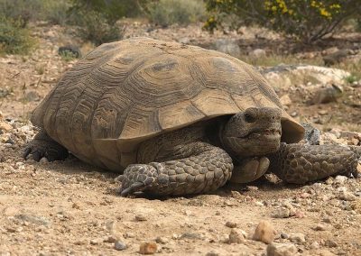 Giant Desert Tortoise Laying Down In Dirt Mountain Range And Yellow Flowers In Background