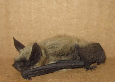Black And Brown Bat Laying Down Against Tan Background