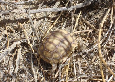 Baby Desert Tortoise Crawling Through Twigs And Tree Branches
