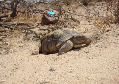 Desert Tortoise Crawling Up Dirt Mound From Under Bushes