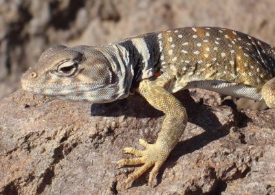 Western Desert Lizards