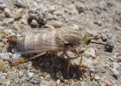Mojave Desert Insects