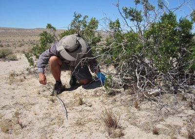 Man In Sunhat Crouching To Pick Up Animal Under The Brush In The Desert
