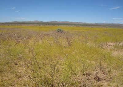 Yellow Flower Filled Field In Bloom In Mojave Desert