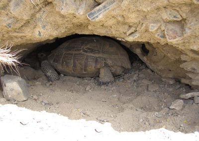 Desert Tortoise Sleeping In Dirt Hole Dug Into Side Of Rocky Mound