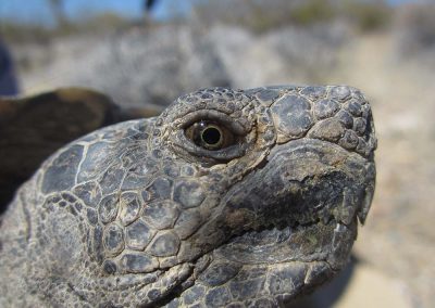 Closeup Desert Tortoise Facial Features With Brown Eyes