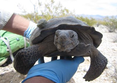 Desert Tortoise Being Held Looking Face Forward In Mojave Desert