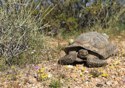 Desert Tortoise Laying Next To Patch Of Grass With Small Purple Yellow Flowers Scattered