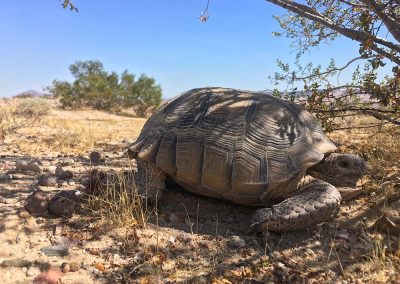 Desert Tortoise Laying Under Bush Shade In Rocky Landscape Peeking Out Of Shell