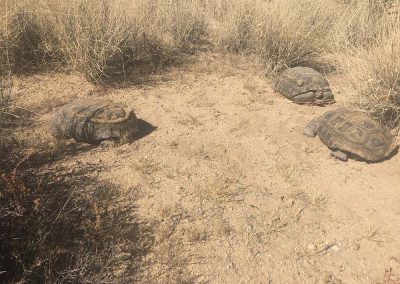 Three Desert Tortoises Laying In The Shade Of Plants In The Desert