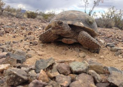 Closeup Of A Desert Tortoise Smiling In The Desert