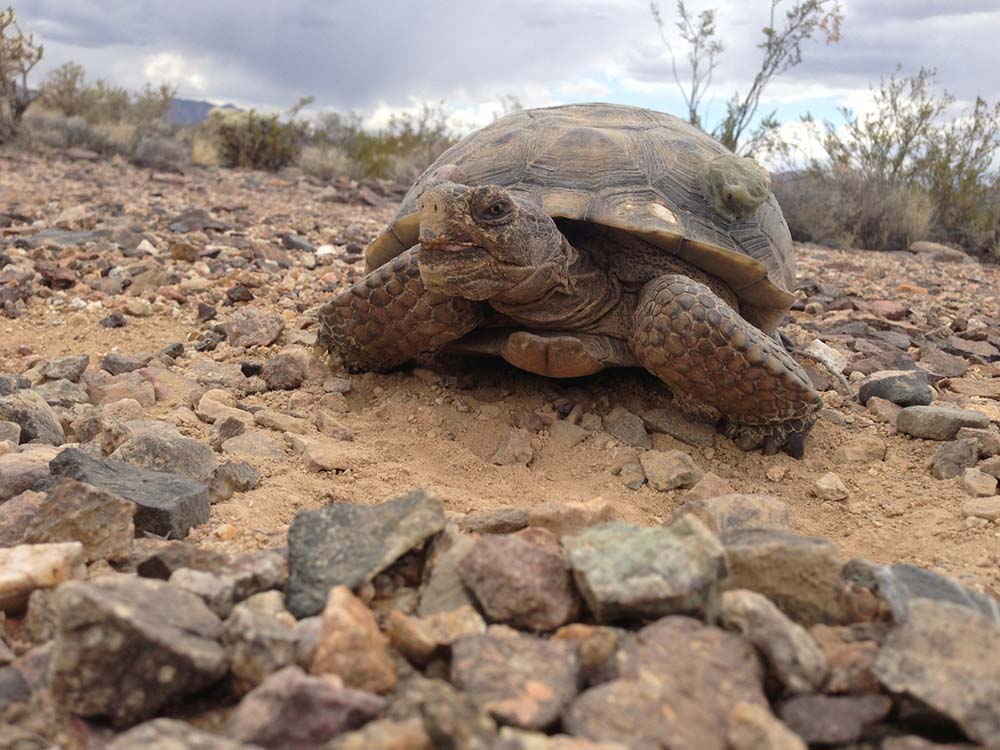 desert tortoise background