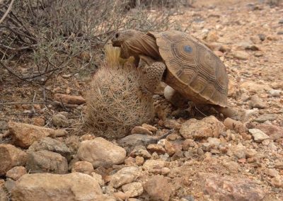 Desert Tortoise Eating Cactus Fruits In The Las Vegas Desert
