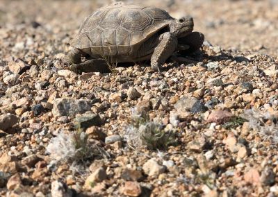 Baby Desert Tortoise Walking Across Desert Landscape