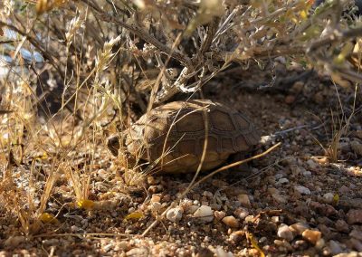 Baby Desert Tortoise Sleeping Under Bush In Rocks Next To Grass Patches