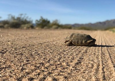 Dersert Tortoise Laying In The Middle Of Flattened Sandy Landscape With Bush And Mountain Background
