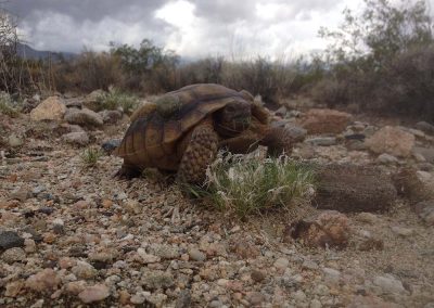 Desert Tortoise Eating Blades Of Grass In Rocky Landscape