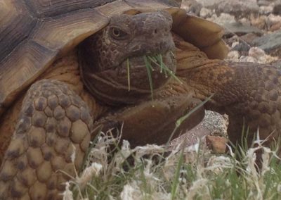 Closeup Desert Tortoise Eating Blades Of Grass In Rocky Landscape