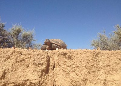 Desert Tortoise Looking Out Over Dirt Hill Sky Background Near Bushes
