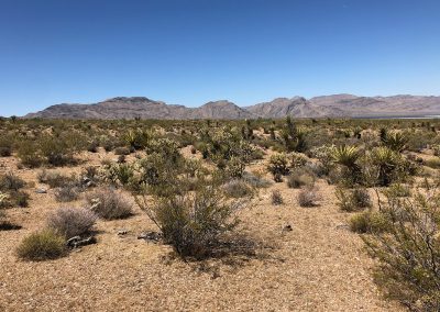 Cacti And Bushes Scattered In Large Roaming Field In Front Of Large Mountain Range Nevada