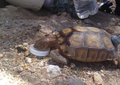 Baby Desert Tortoise Drinking Water Out Of Bottle Cap