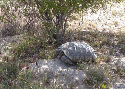 Desert Tortoise Laying Under A Tree Surrounded By Flowers