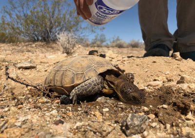 Man Pouring Water Over Baby Desert Tortoise's Head While Drinking Water In The Desert