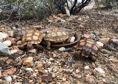 Four Baby Desert Tortoises Sleeping And Crawling Around Ceramic Bowl In Rocky Landscape