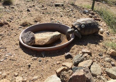 Desert Tortoise Enclosed Inside Wired Habitat Drinking Water Out Of Ceramic Tub