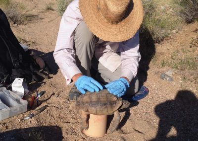 Desert Tortoise Placed On Top Of Bucket Being Inspected By Person With Blue Gloves In Desert