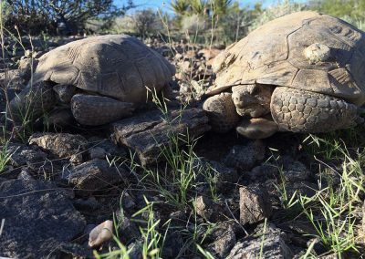 Two Desert Tortoises Laying On Top Of Large Rocks In The Shade Near Bushes