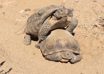 One Desert Tortoise On Top Of Another In A Desert Landscape