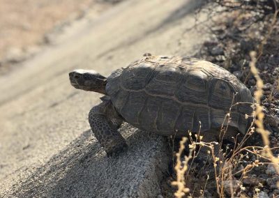 Tortoises of Mojave Desert