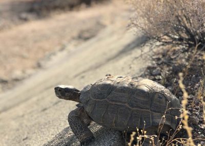 Desert Tortoise Emerging From Rocks And Bushes Crawling Down Dirt Hill