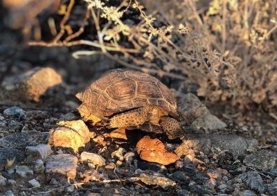 Desert Tortoise With Head Inside Shell Laying On Large Rocks Near Bush
