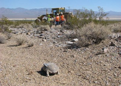 Large Desert Tortoise Walking Towards Four Construction Workers In Mojave Desert