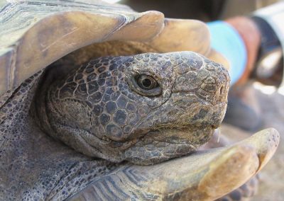 Closeup Desert Tortoise Face With Brown Eyes Being Held By Man In Background