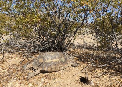 Large Desert Tortoise Sprawled Out Under Green Bush Sleeping