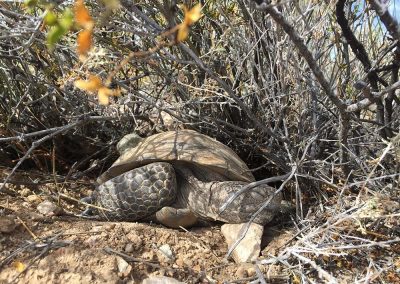 Desert Tortoise Laying Under Bush And Twigs Sleeping With Head On A Rock