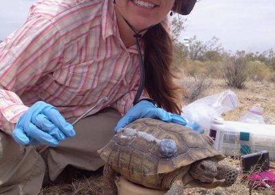 Amanda Scheib Smiling And Spreading A Medicinal Paste On The Back Of A Desert Tortoise