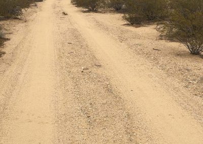 Desert Tortoise Laying In Flattened Dirt Road In The Middle Of Mojave Desert