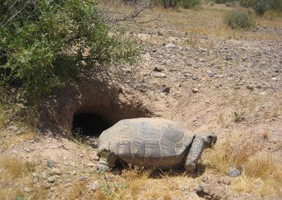 Desert Tortoise Walking Around Near Dirt Habitat