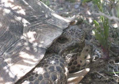 Grey And Tan Desert Tortoise Hiding In Shell In Front Of Leaves