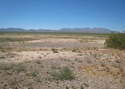 Vacant Desert Lot With Small Patches Of Plant Life In Mojave Desert