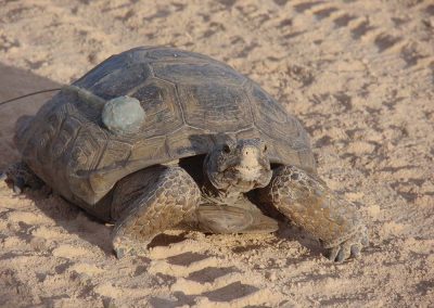 Desert Tortoise Laying In Desert Sand