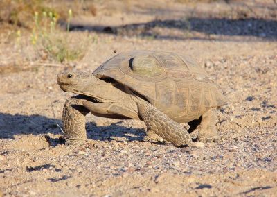 Desert Tortoise Crawling Across Desert Landscape